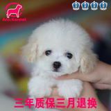 韩系奶油白色泰迪幼犬狗狗出售 小茶杯体贵宾犬宠物狗 难求不等人
