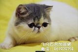 【SUPER LILY】CFA血统★高品质蓝白净梵加菲猫/异国短毛猫/公猫