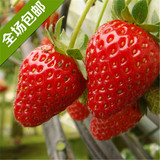 农家菜园四季草莓苗攀援草莓苗盆栽草莓大苗奶油草莓苗四季结果