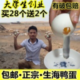 生海鸭蛋正宗72g/枚不熟不咸红心农家特产新鲜广西北海部湾红树林