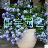 蓝雪花苗盆栽 蓝雪丹花开不断 蓝色 庭院阳台植物 攀援花卉蓝茉莉