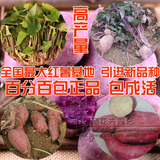 纯正高产量紫薯苗黄薯苗白薯苗红薯苗山芋苗番薯地瓜苗种苗种子