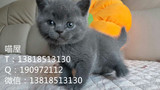 英国短毛猫 蓝猫DD出售 英短蓝猫 家养