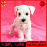 赛级认证 雪纳瑞犬幼犬出售 迷你雪纳瑞幼犬 宠物狗雪纳瑞犬 纯白