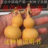 包邮美国小葫芦种子微型小葫芦籽特小手捻铁包金葫芦种子3-6厘米