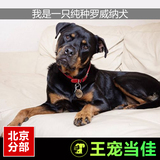 纯种罗威纳犬出售赛级大头罗威纳幼犬狗狗猛北京犬送货上门