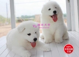 赛级萨摩耶幼犬出售 雪白漂亮的萨摩耶幼犬 微笑天使萨摩耶宝宝