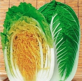 黄金大白菜种子 黄芽菜种子 菜中之王 烹饪方法多样 可制韩国泡菜