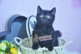 桃子的猫奴馆 英短 公猫 纯黑色 英国短毛猫 自家繁殖 纯属展示
