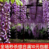 紫藤种子 高档爬藤植物 10粒精装 花种子 蔬果 种子 花卉种子