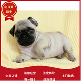 上海犬舍出售纯种憨厚纯种巴哥犬 哈巴狗 可爱巴哥幼犬 宠物狗狗e