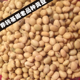 三水土货店  打豆浆专用 云南本地土黄豆非转基因 有机黄豆