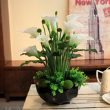 花卉盆栽春季彩色马蹄莲办公室桌面盆栽阳台各种花卉苗颜色齐全