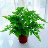傅氏蕨蕨类植物室内植物迷你小盆栽桌上绿植净化空气办公室防辐射