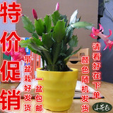 蟹爪兰虎皮兰桌面花卉盆栽含盆防辐射去甲醛办公室内吸水培绿植物