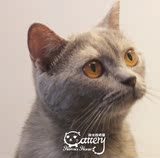 赫米娅猫舍CFA注册英国短毛猫蓝乳纯种大眼活体宠物成年种母COCO