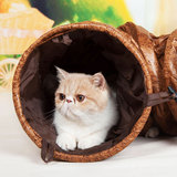 猫咪隧道滚地龙猫通道  猫帐篷猫咪睡袋猫窝 猫咪玩具宠物用品