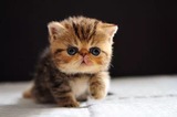 美国CFA注册猫舍【大饼脸猫舍】宠物猫纯种异短棕虎斑加菲猫弟弟