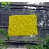 黄色的双面粘虫板PVC板 诱虫板 杀虫板 粘虫黄板 物理灭虫无毒