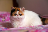 【靓梵名猫】CFA注册异国短毛猫 加菲猫 宠物猫 纯种猫  波斯猫