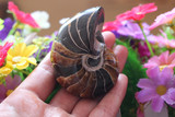 纯天然鹦鹉螺化石摆件标本 鹦鹉螺风水摆件 发财螺把玩海螺