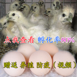 泰和乌鸡种蛋受精种蛋白凤乌骨鸡种蛋土鸡蛋种蛋孵化鸡蛋