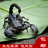 成体雨林蝎子16-18CM超大亚洲雨林蝎宠物蝎子假帝王蝎包邮包风险