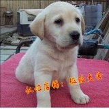 武汉家养 实体店拉布拉多寻回犬 猎犬 纯种公母导盲幼犬活体低价
