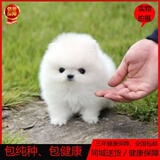 纯白色茶杯犬博美幼犬出售纯种博美犬幼犬出售袖珍球形宠物狗0218