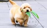 上海 纯种金毛幼犬出售 特别漂亮的宠物狗狗 金毛寻回犬可上门21