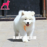 精品宠物狗中型雪橇犬 萨摩耶纯种幼犬 白色狗狗出售可上门挑选