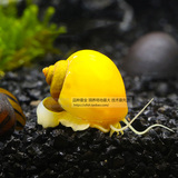 优鱼自然 鱼缸黄金螺淡水观赏螺除藻螺清洁螺神秘螺宠物螺活体