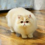 金山猫苑出售宠物加菲猫MM 幼猫 小母猫 乳白色猫咪 纯种异国短毛