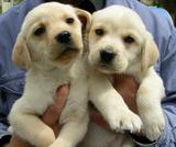拉布拉多犬纯种幼犬出售黑黄白色导盲犬巡回猎犬活体家养宠物狗K8