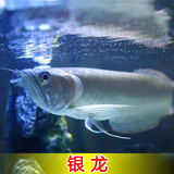 雅林水族 银龙鱼 精选 高品质 热带观赏活体鱼 大型风水金龙鱼