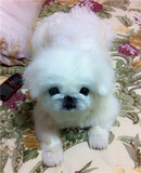 出售纯种北京京巴幼犬赛级宫廷犬超可爱长不大雪白的宠物狗狗44