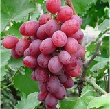 【红提】葡萄树苗庭院 盆栽葡萄地栽葡萄南方北方种植包成活