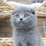 蓝猫 猫咪 小猫 宠物猫 短毛猫 英短 活体 折耳 英国短毛猫 宠物