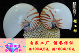 天然贝壳 大海螺 鹦鹉贝 标本 世界四大名螺  家居摆件 风水摆件