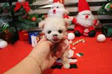 杭州NO嘛泰迪犬宠物纯种茶杯幼犬 出售家养白色超小活体迷你贵宾