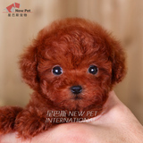 凌空星巴斯 韩国纯种红色泰迪贵宾茶杯幼犬宠物狗狗活体出售H245