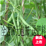 蔬菜种子 阳台庭院蔬菜豆角 全能高产地豆王 无架四季豆种子