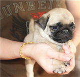 赛级八哥犬纯种幼犬出售 小型犬可爱巴哥犬狗狗 适合家养宠物狗2