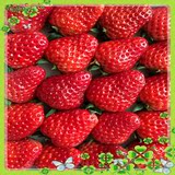 哈尔滨新鲜水果 应季有机奶油巧克力草莓 爽口 鲜草莓 1盒约350g