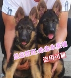 上海锤系德牧幼犬出售纯种德国牧羊犬宠物狗大型警犬黑背狼狗24