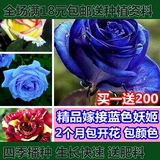 3棵包邮玫瑰花苗花卉绿植盆栽赛月季蔷薇苗玫瑰苗当年开花可食用