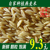 新货优质燕麦米 燕麦仁 野麦 雀麦 燕麦粒 五谷杂粮 粮油米面