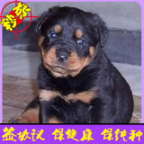 德系罗威纳活体幼犬大骨骼忠诚犬家养大型宠物狗出售北京可送货25