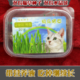 包邮盒装正品水晶猫草种子 带营养液 猫咪去毛球调理肠胃猫零食