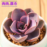 多肉植物 紫珍珠 多肉 景天科石莲花属桌面盆栽绿植花卉净化空气